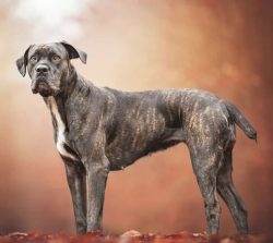 The Spaniards used the dog mainly for bullfighting, and in other European countries for hunting  ...