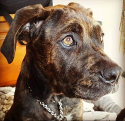 The Spanish Alano is a dog with a dignified, balanced, independent character. In a dangerous sit ...