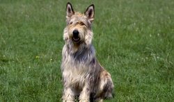 The Picardy Shepherd Dogs are healthy breeds, but since they are relatively rare, the data are s ...