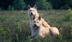 The owners note that the Picardian Shepherd Dogs have a developed sense of humor. Dogs are very  ...