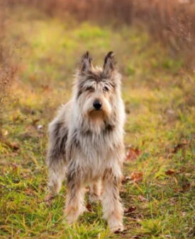 The Picardy Shepherd Dog has a balanced character, it is not aggressive, cowardly, and not overl ...
