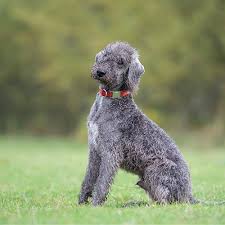 Bedlington wool requires special care. They do not shed too much, but the soft and thick coat of ...