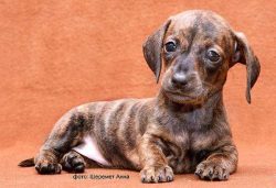 A dog of this breed is very intelligent and can become the best friend for a person. The meaning ...