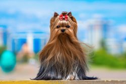 Yorkshire Terrier is one of the most popular indoor and decorative dog breeds.