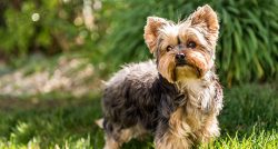 The Yorkshire Terrier is native to Yorkshire and Lancashire in northern England.