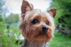 Some experts name Yorkies and Maltese lapdogs among the ancestors, although they differ signific ...