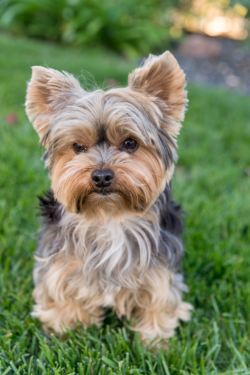 It is believed that Yorkies were crossed with lapdogs to improve the quality of the coat, hair s ...