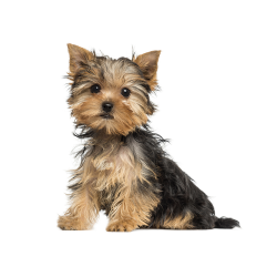 In 1940 the first Yorkshire Terrier was bred in Germany