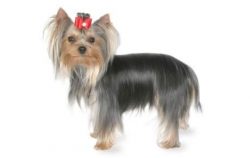 In the USA, where Yorkies got back in 1872 and were included in the American Kennel Club studboo ...