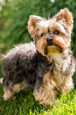 Many Yorkies do not have coat color according to the accepted standard; the yellow-brown color o ...