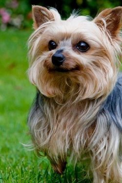 Yorkies are born black with a few tan spots: on the muzzle, under the tail, on the outside of th ...