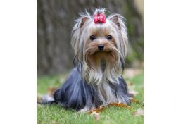 FCI and AKC standards determine the maximum weight of a Yorkie – 3.1 kg, minimum weight of ...