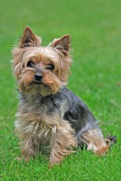 Despite the diminutive size, Yorkshire Terriers retain the qualities inherent in large terriers  ...