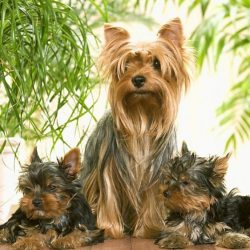 Yorkshire Terriers are ready to spend the whole day next to the owner – in their arms or f ...