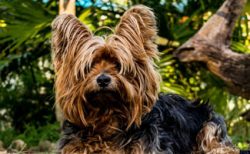 They are happy to run, jump, play ball, “hunt” birds, mice, or sun bunnies, while no ...