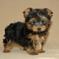 Yorkshire Terriers persistently get their way, be it the attention of the owner or a portion of  ...