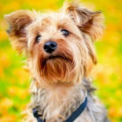 The hunting excitement of the Yorkshire Terrier sometimes poses a danger to him: in suburban vil ...