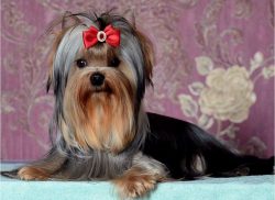 A Yorkie can be accustomed to a “cat” tray or a special diaper as a toilet, which re ...