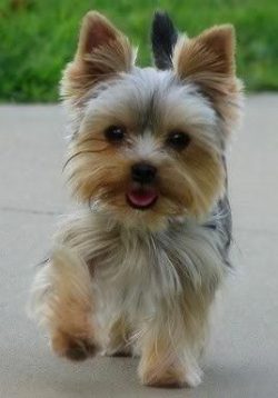 Yorkies are in good health.