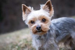 Yorkshire Terrier is an effective rat exterminator.