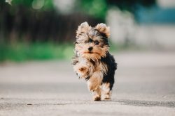 Yorkshire Terriers are famous companion dogs, but they were actually bred in the 1850s. for hunt ...
