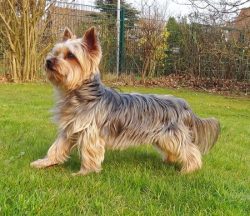 Yorkshire Terriers descended from a champion dog.
