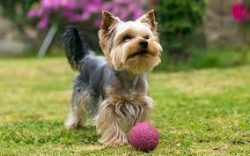 This breed evolved from the crossing of several similar breeds, including the Clydesdale Terrier ...