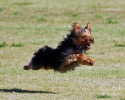 The father of the breed, according to one version, is a Yorkshire Terrier named Ben Huddersfield.