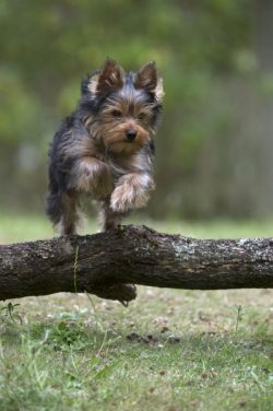 This breed was known as the Woolly Scotch Terrier in the 1970s, but its current name was later c ...