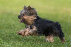 Yorkies are one of the trendiest dog breeds.