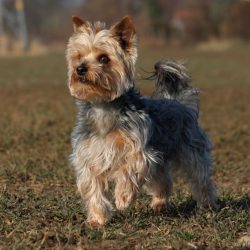 The Yorkshire Terrier is the trendiest dog breed along with the Husky, Labrador, Dachshund, Germ ...