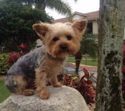 Historically, the Yorkie has long been the smallest dog in the world.