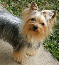 Currently, the smallest dog in the world is a Chihuahua, which has a height of less than 10 cm.  ...