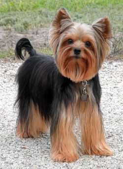 This breed, due to its small size, actually belongs to the group of toy dogs, and not to the gro ...