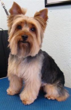 Yorkies may be tiny, but they are completely fearless in nature.
