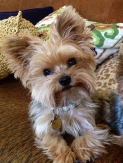 An American soldier found a Yorkshire terrier puppy while fighting in the infamous Pacific theat ...