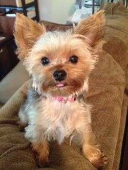 York, despite its size and decorative appearance, is a very serious dog with excellent hunting i ...