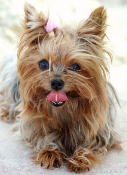 Yorkshire Terriers are very curious, they love to chew on everything. So that shoes and furnitur ...