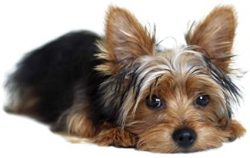 They will not let the dog get bored in the absence of the owner, provide the need for chewing, a ...