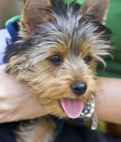 You need to buy several different toys for your Yorkie puppy. It is advisable to find out from t ...