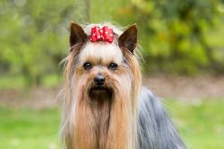 Toys should be fun and safe for the Yorkie. When choosing, you need to use the advice of dog han ...