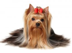 Yorkshire terrier toys should be safe and fun. Then the pet will not be bored alone, chewing on  ...