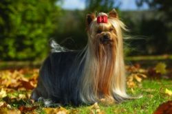 The luxurious long coat of English decorative dogs is admirable, but rarely does anyone think th ...