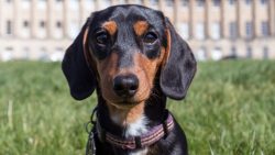 You can not pamper the dachshund with leftovers from the table, otherwise the dog will soon get  ...