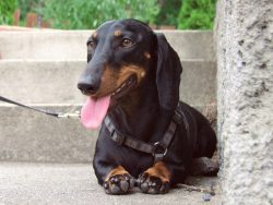 When starting a puppy, a dachshund should immediately give her a personal place in the house. Th ...