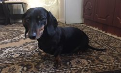 The dachshund will get used to gnawing on its own things from the very beginning if it has toys, ...