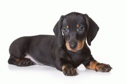 Remember to reward your pets for doing the exercises correctly. 