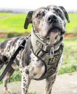 Although the history of the breed cannot be verified until 1979, the Alapaha Blue Blood Bulldog  ...