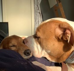 The Alapaha Blue Blood Bulldog (Otto) is a breed of service dog common in South Georgia in the U ...