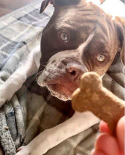 The Alapakh Bulldog is a powerful-build dog with well-developed muscles. Height at withers 61 cm ...